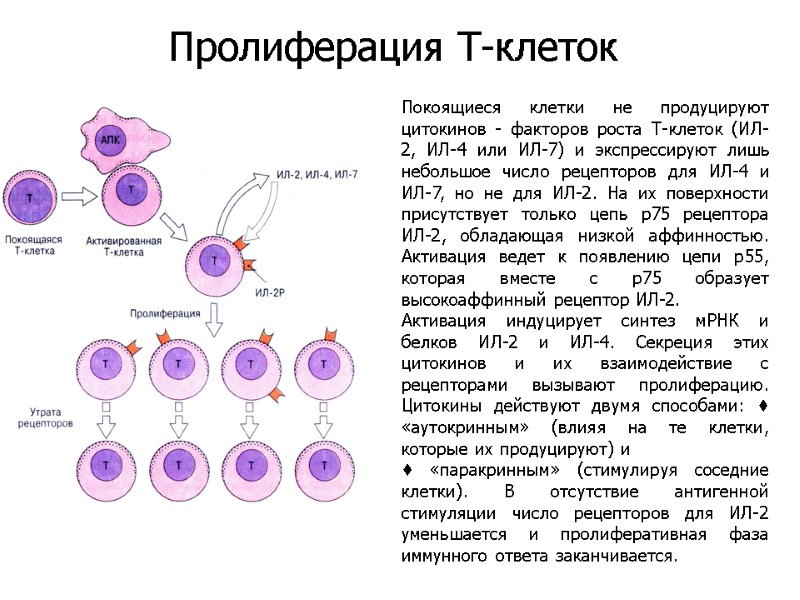 Покоящиеся клетки не продуцируют цитокинов - факторов роста Т-клеток (ИЛ-2, ИЛ-4 или ИЛ-7) и